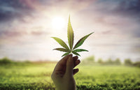 THCP: The New Cannabinoid On The Block – What You Need to Know - DC LLC