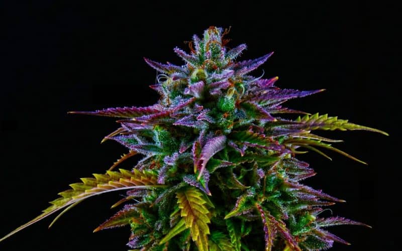 Hemp derived products